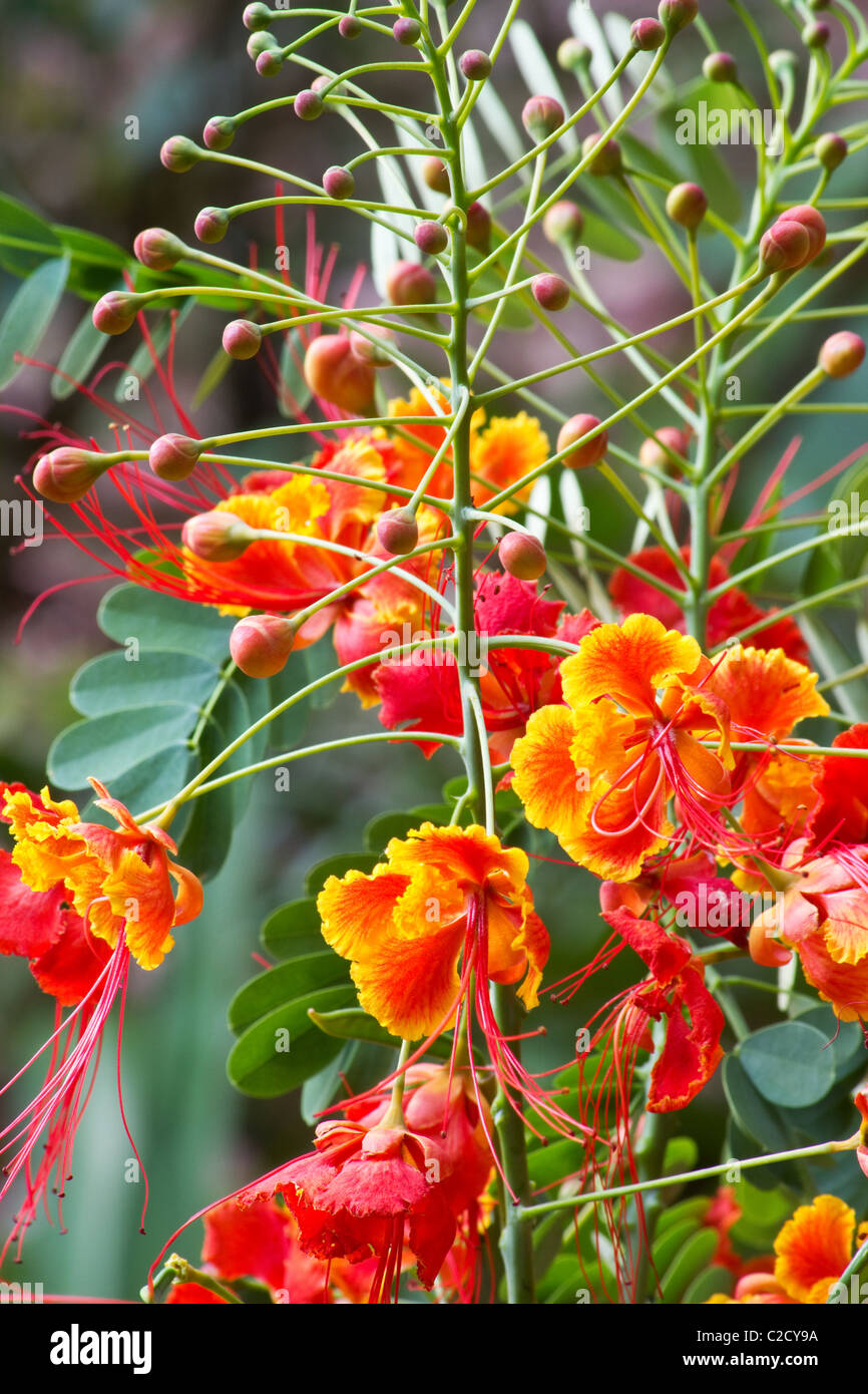 Close-up de Poinciana planter des fleurs (Caesalpinia pulcherrima) Banque D'Images