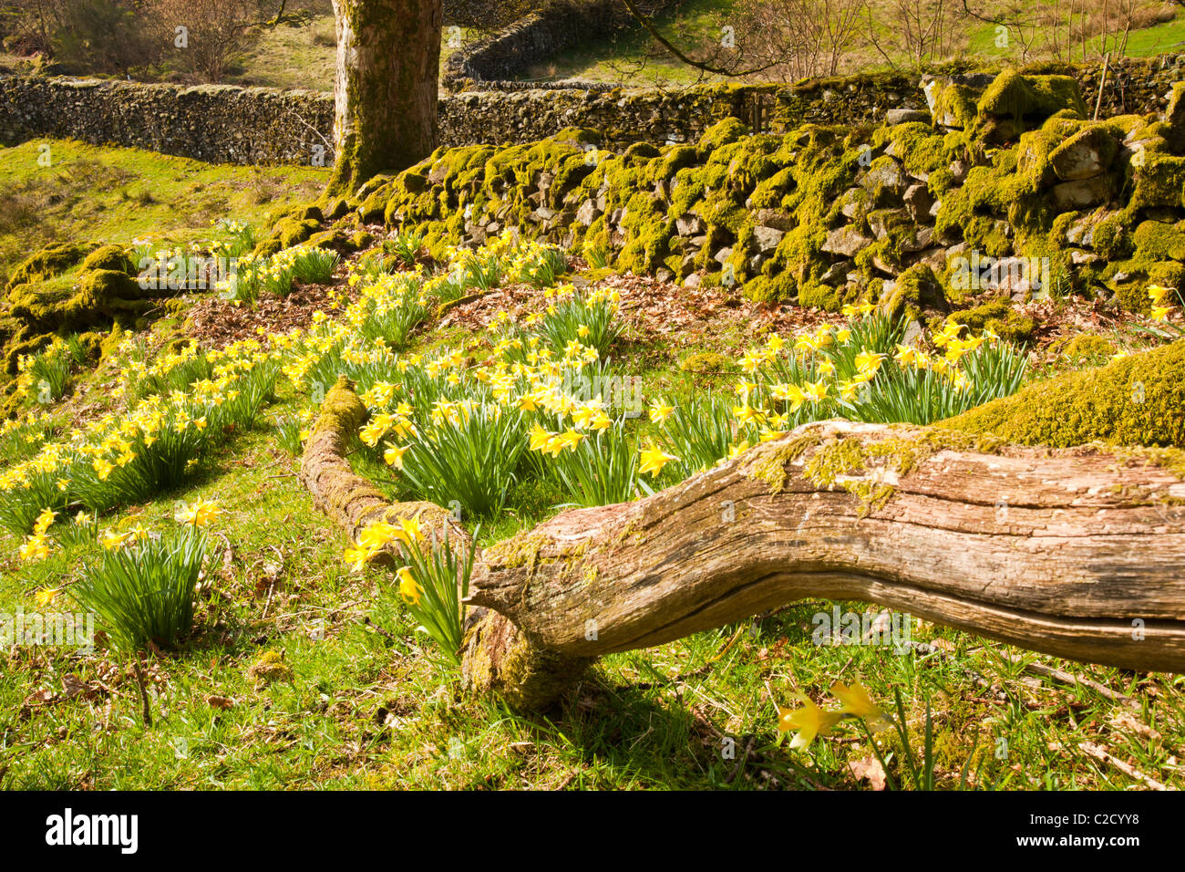 La jonquille sauvage (Narcissus pseudonarcissus) pousse à proximité de Loughrigg Ambleside, Tarn, Lake District, UK. Banque D'Images