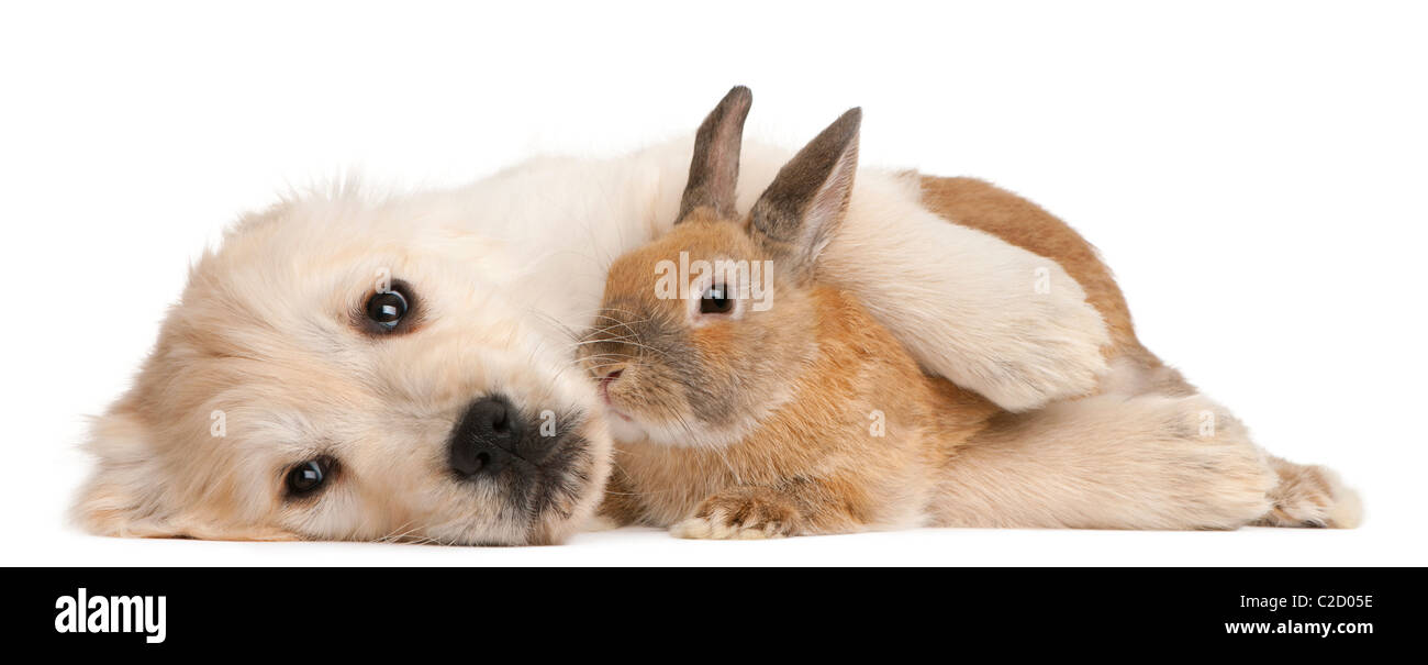 Chiot golden retriever, 20 semaines, et d'un lapin contre fond blanc Banque D'Images