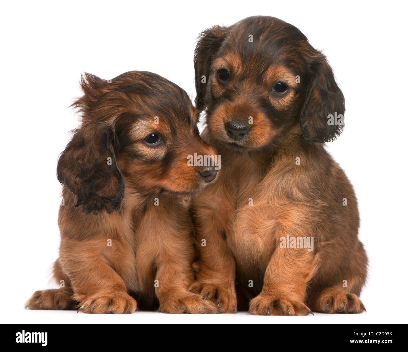 Chiots teckel, 5 semaines, assis contre un fond blanc Banque D'Images