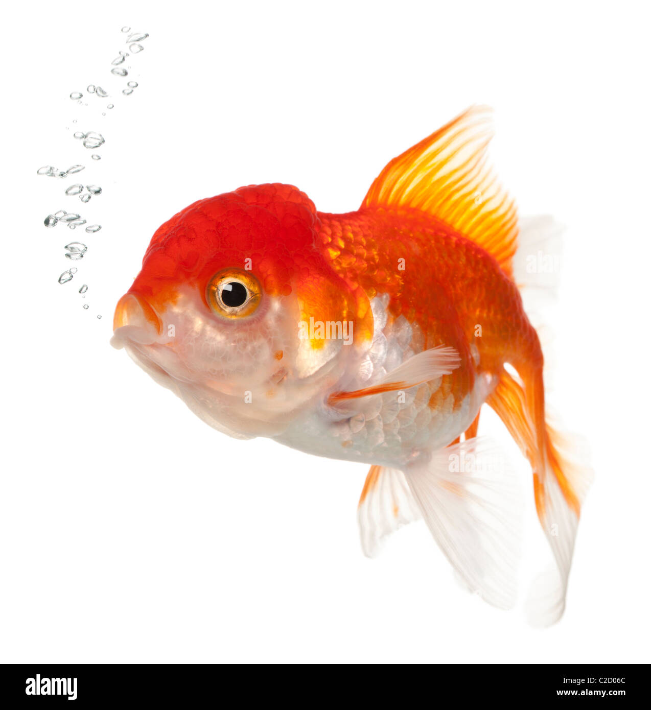 Lionhead goldfish, Carassius auratus, in front of white background Banque D'Images