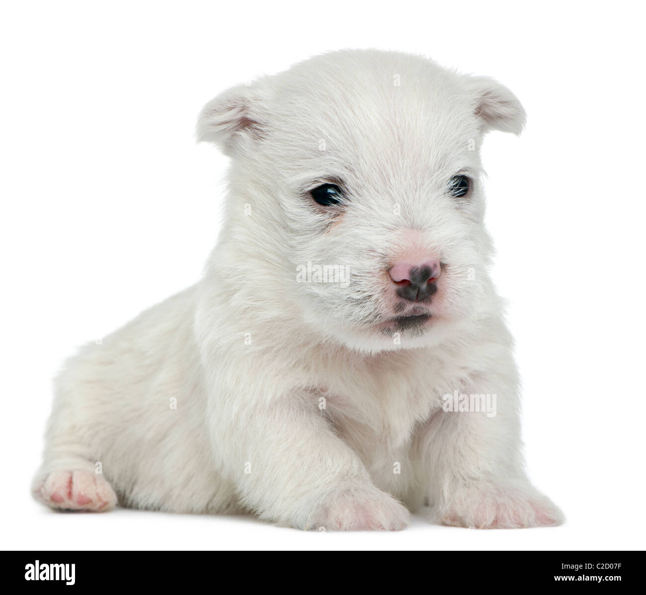 West Highland White Terrier puppy, 4 semaines, contre fond blanc Banque D'Images