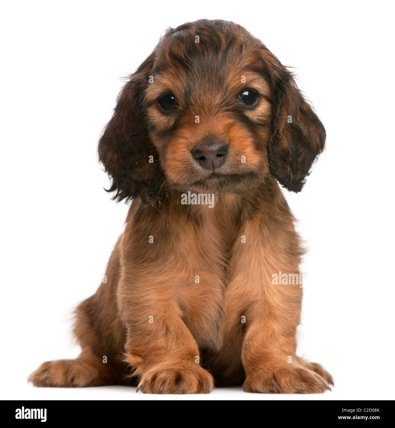 Dachshund puppy, 5 semaines, assis contre un fond blanc Banque D'Images