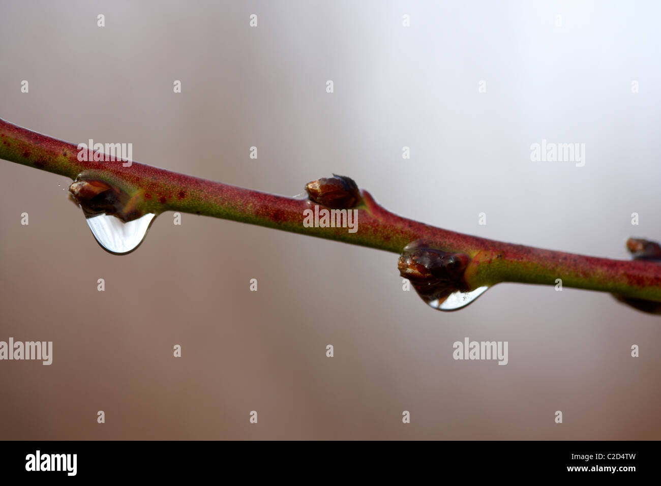 Rosée sur une branche de fruits. LLeida, Espagne. Banque D'Images