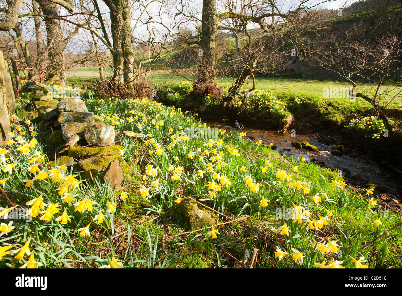 La floraison des jonquilles sauvages dans Farndale dans le North York Moors, Yorkshire, UK. Banque D'Images