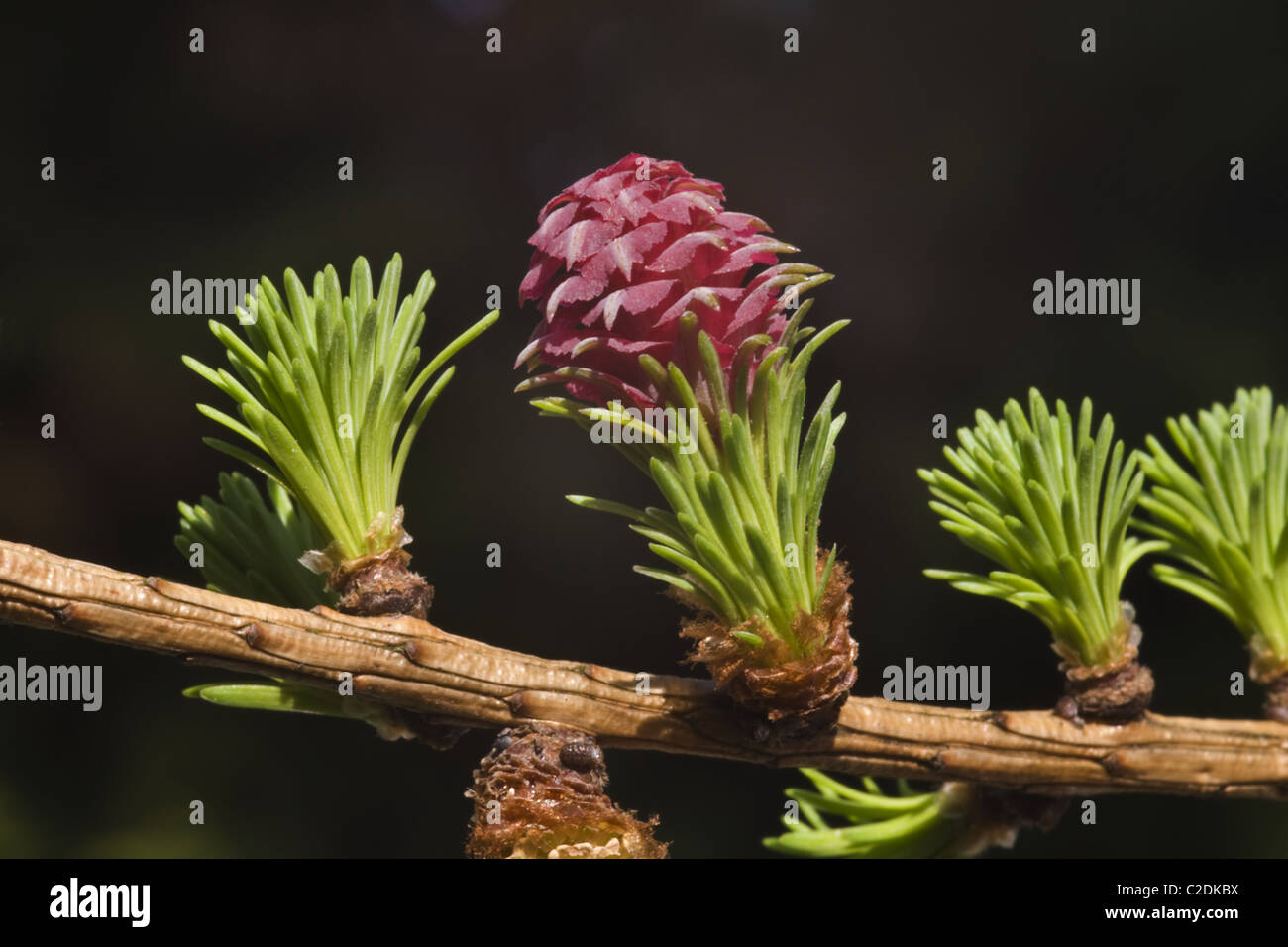 Les fleurs femelles et les nouvelles feuilles de l'arborescence de mélèze (Larix decidua) Banque D'Images