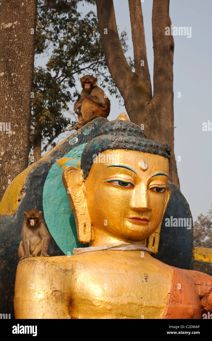 Statue de Bouddha en or. Katmandou, Népal Banque D'Images