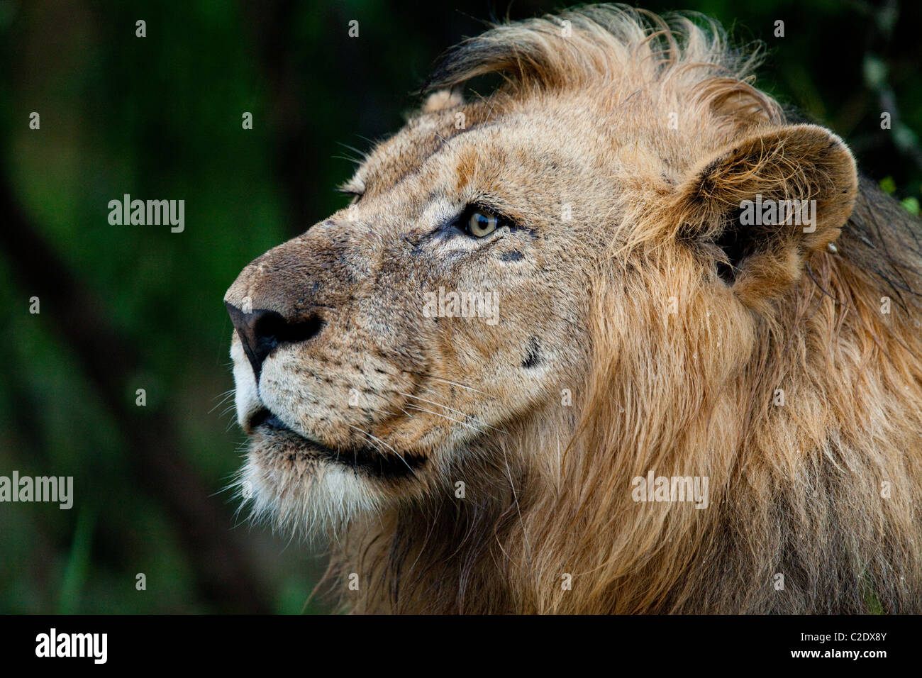 Portrait lion (Panthera leo). Les espèces vulnérables. Hluhluwe Imfolozi Game Reserve. Kwazulu-Natal, Afrique du Sud. Novembre 201 Banque D'Images