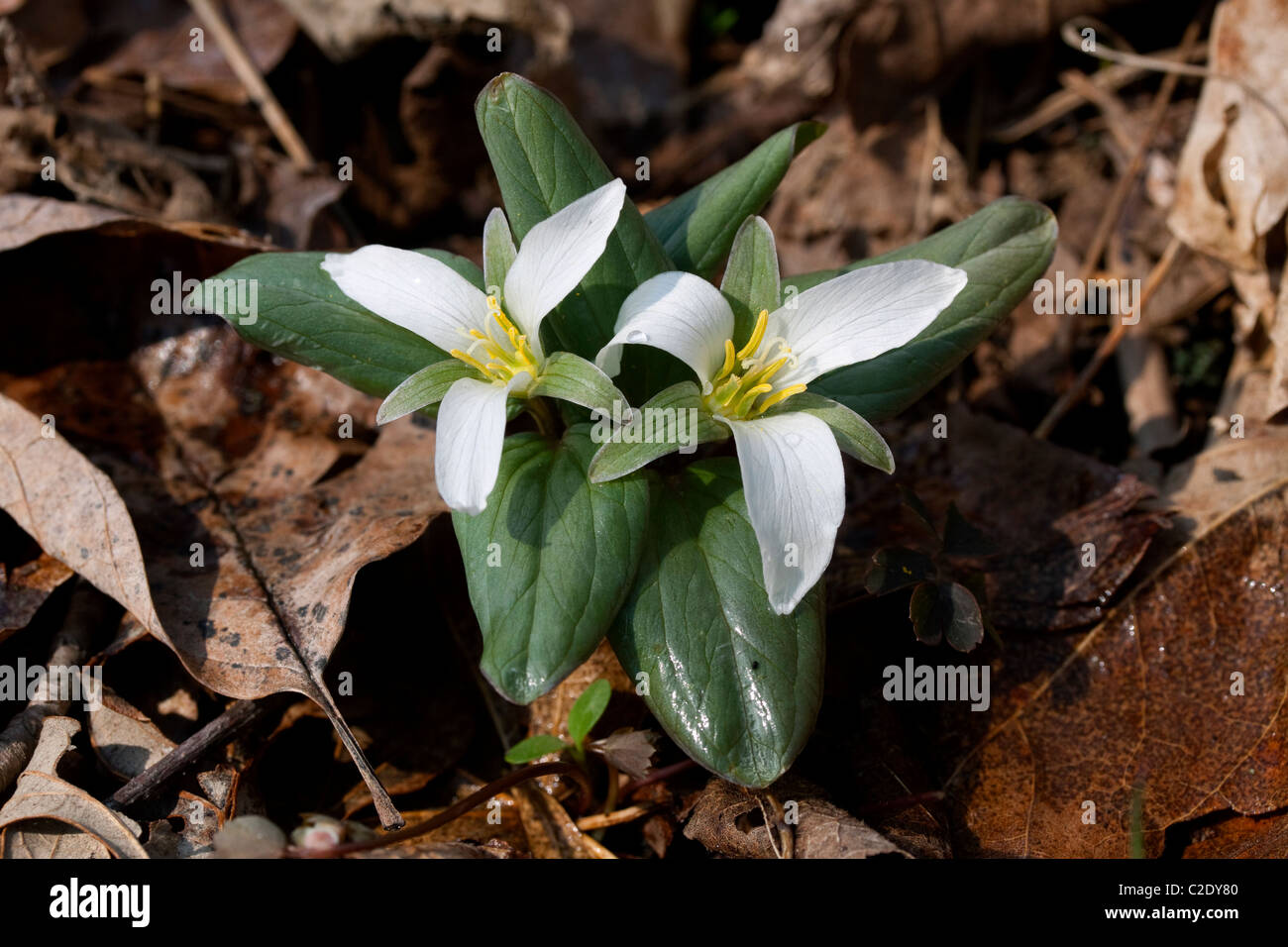 Neige nain ou Trillium nivale River Flats S Michigan USA Banque D'Images