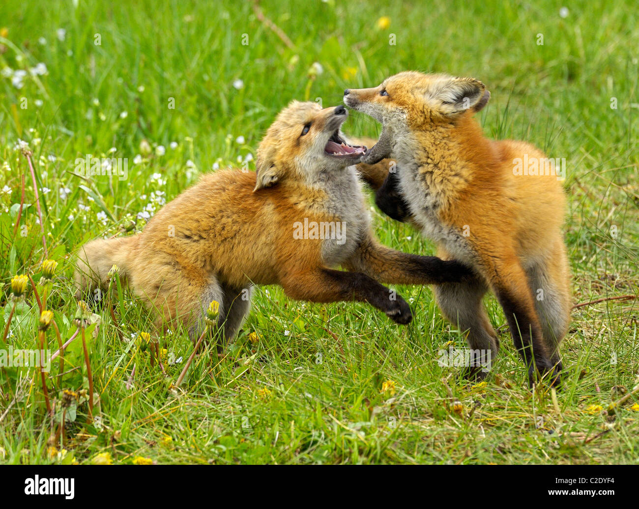 Red Fox bébé à jouer. Banque D'Images