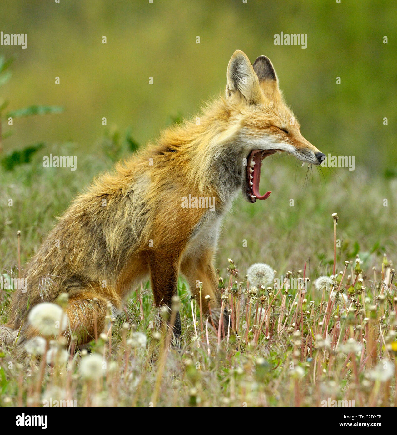 Red Fox bâillements dans une prairie au printemps Banque D'Images