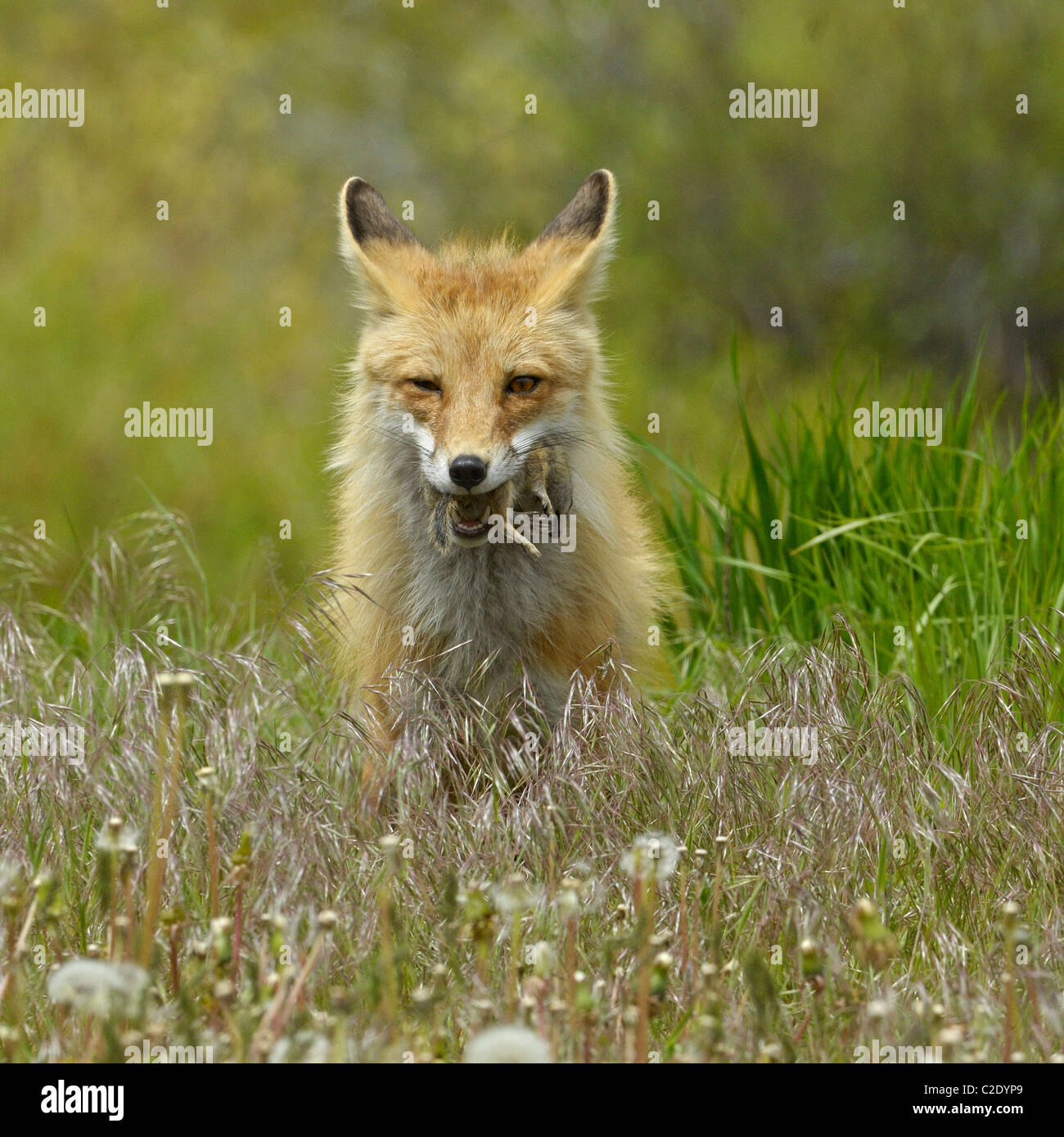 Le renard roux avec un spermophile malchanceuse dans ses mâchoires Banque D'Images