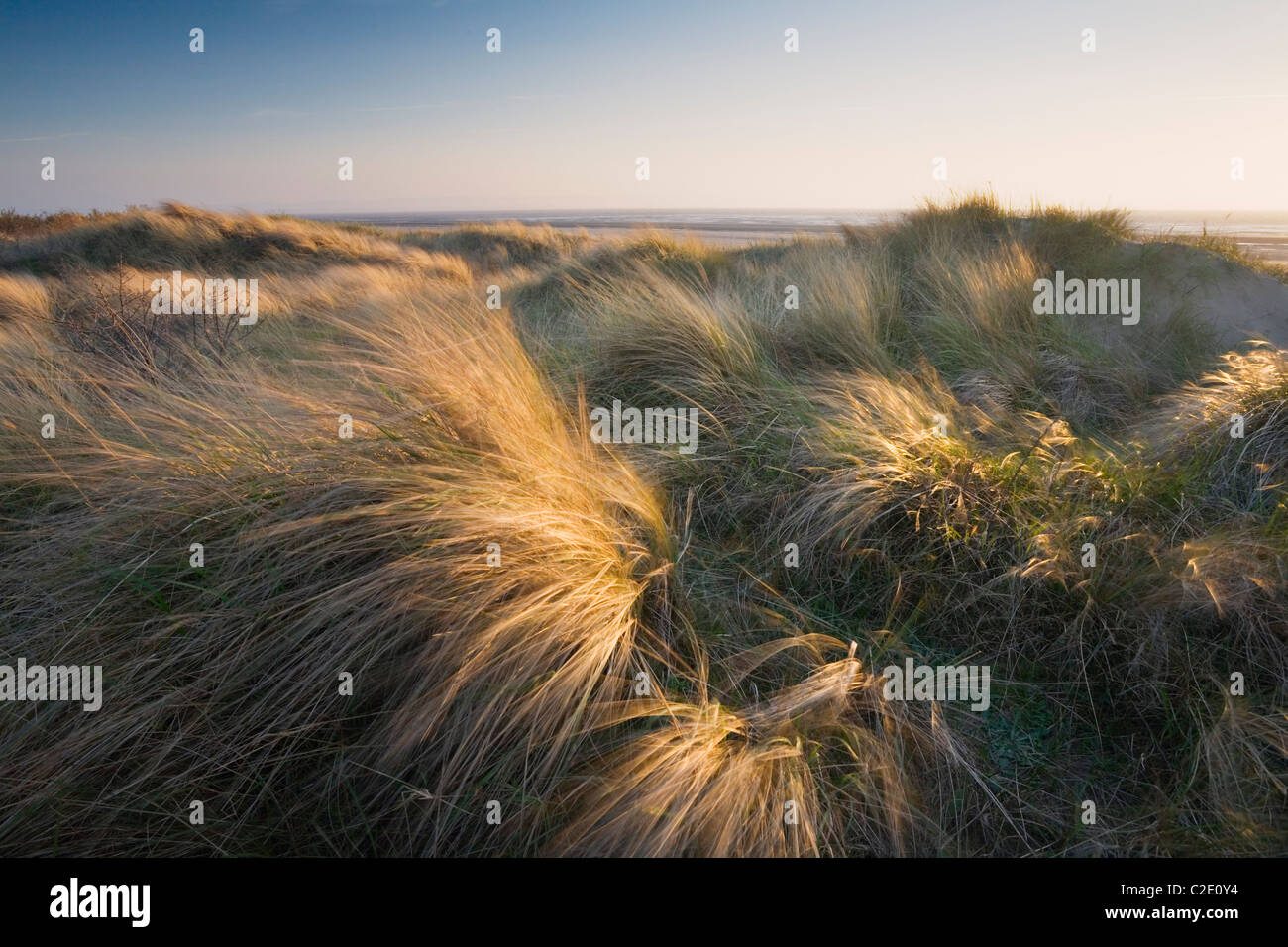 Berrow Dunes. Le Somerset. L'Angleterre. UK. Banque D'Images