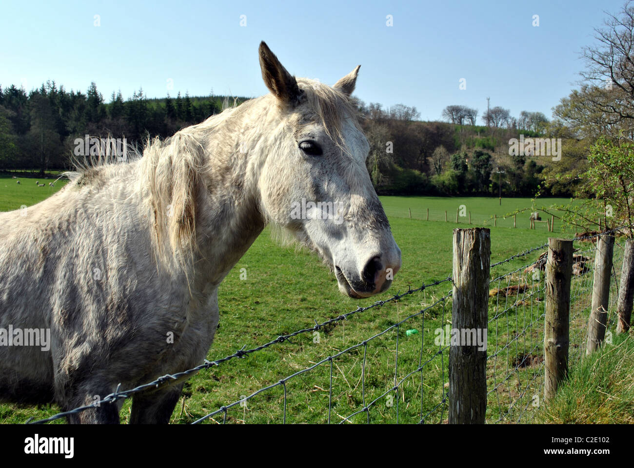 Portrait d'un très vieux cheval blanc Banque D'Images