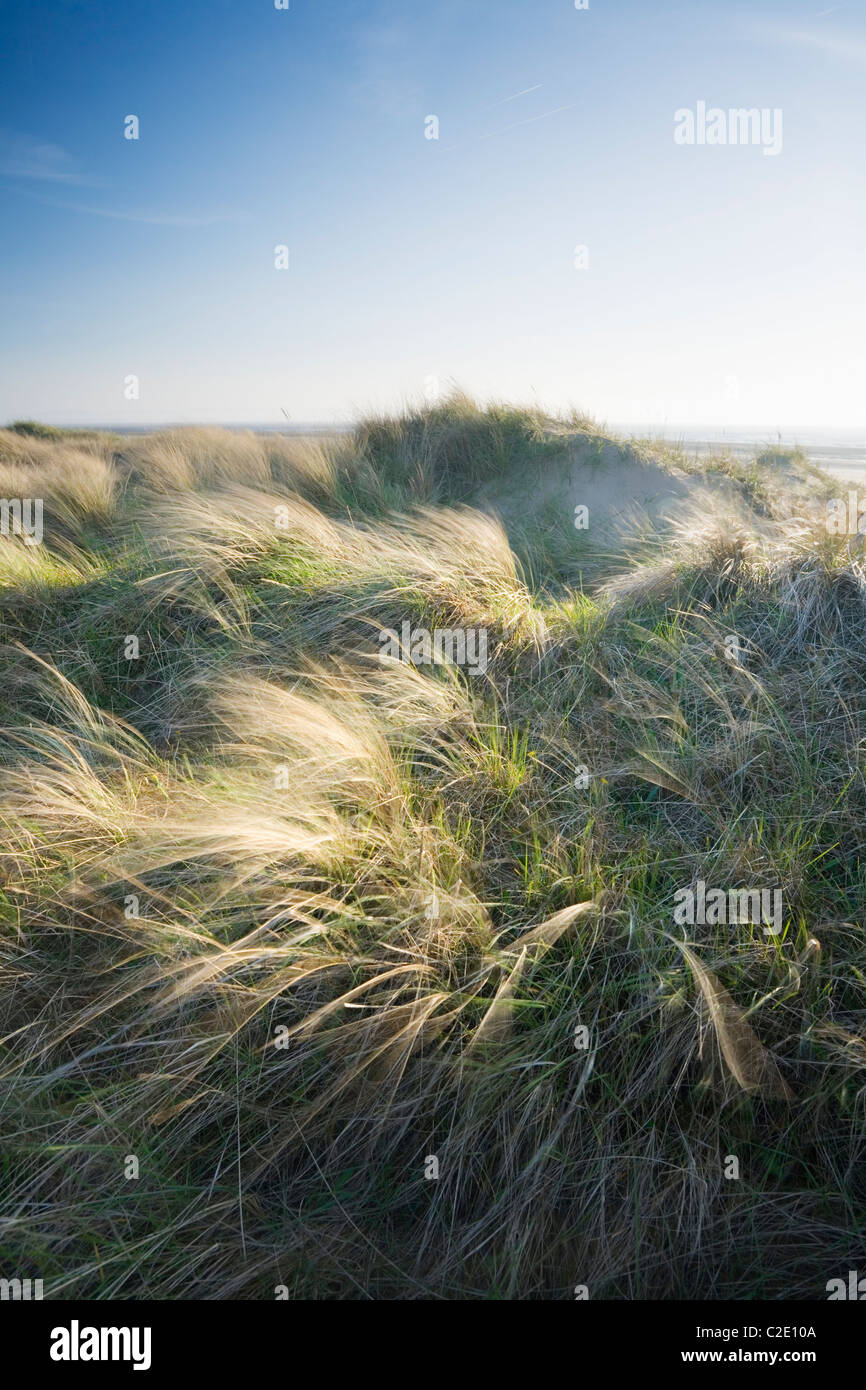 Berrow Dunes. Le Somerset. L'Angleterre. UK. Banque D'Images