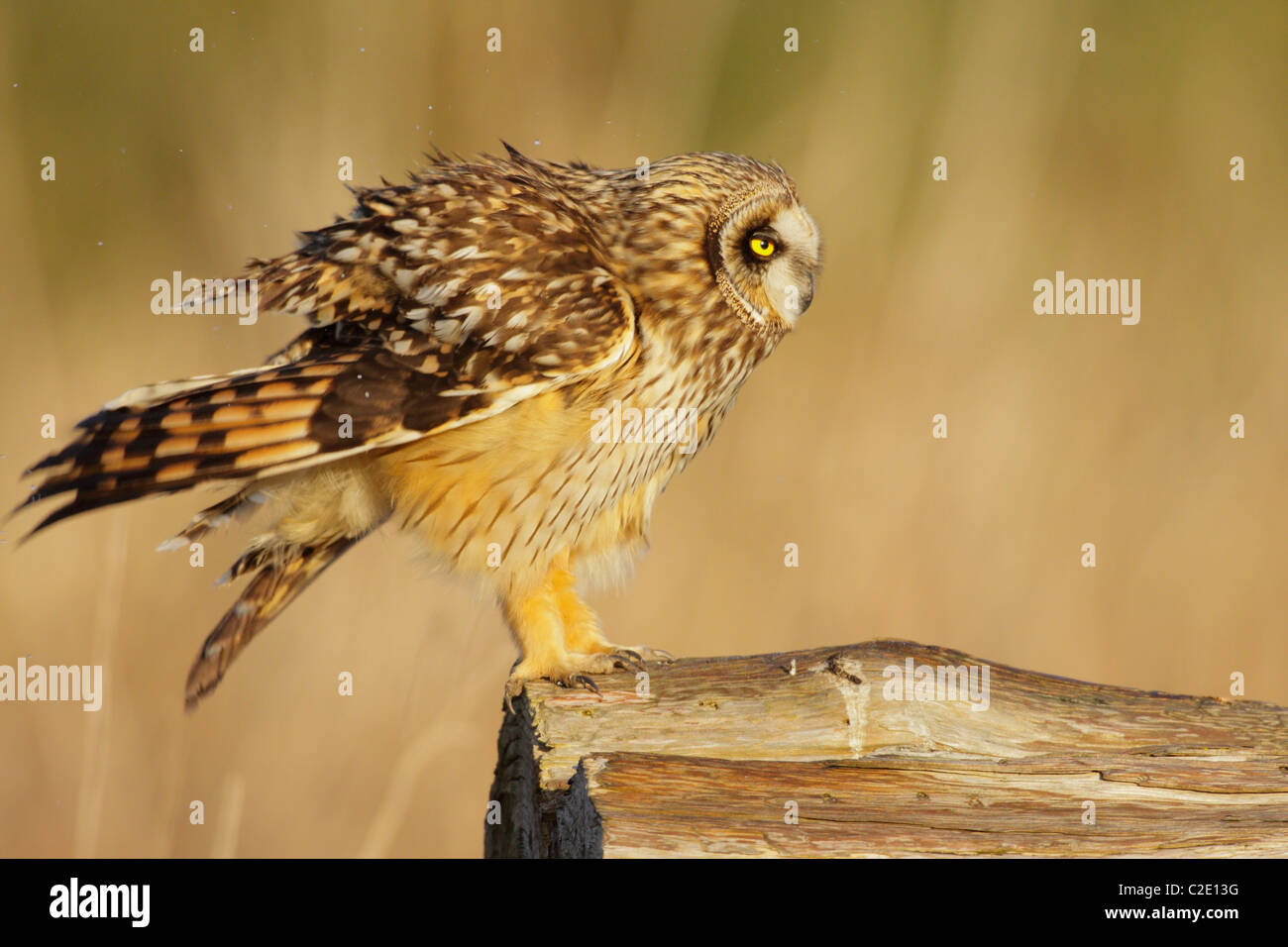 Hibou des plumes courtes secousses sur log in salt marsh-Boundary Bay, Vancouver, Colombie-Britannique, Canada. Banque D'Images