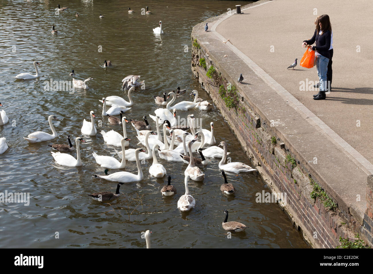 Nourrir les cygnes sur la rivière Avon à Stratford upon Avon, Warwickshire, England, UK Banque D'Images