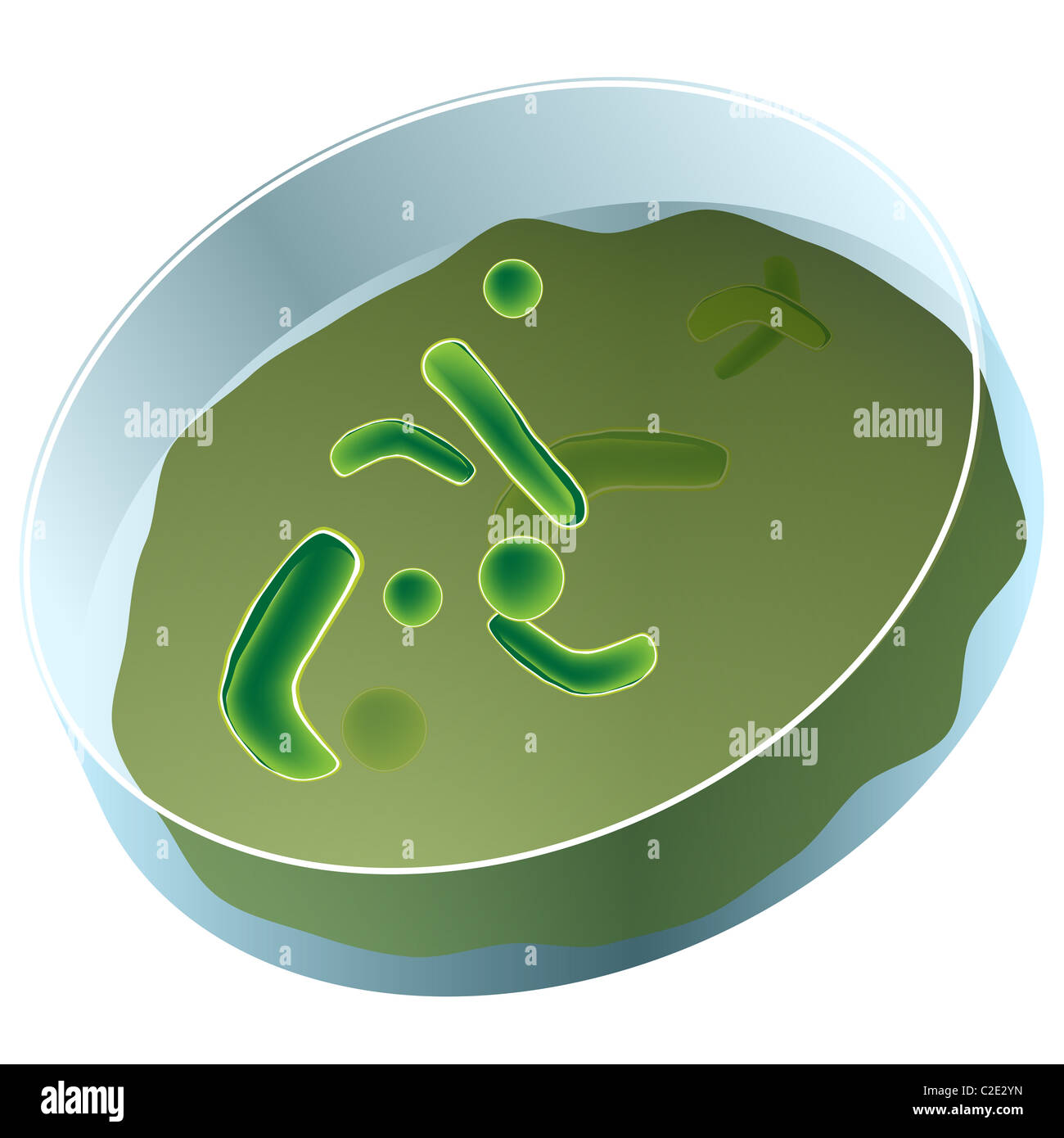L'image d'une boîte de pétri de bactéries. Banque D'Images