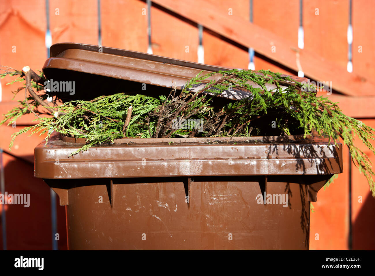 Bac de recyclage brun vert avec leylandii arbustes dépassant du il et couvercle mal fermé au Royaume-Uni Banque D'Images