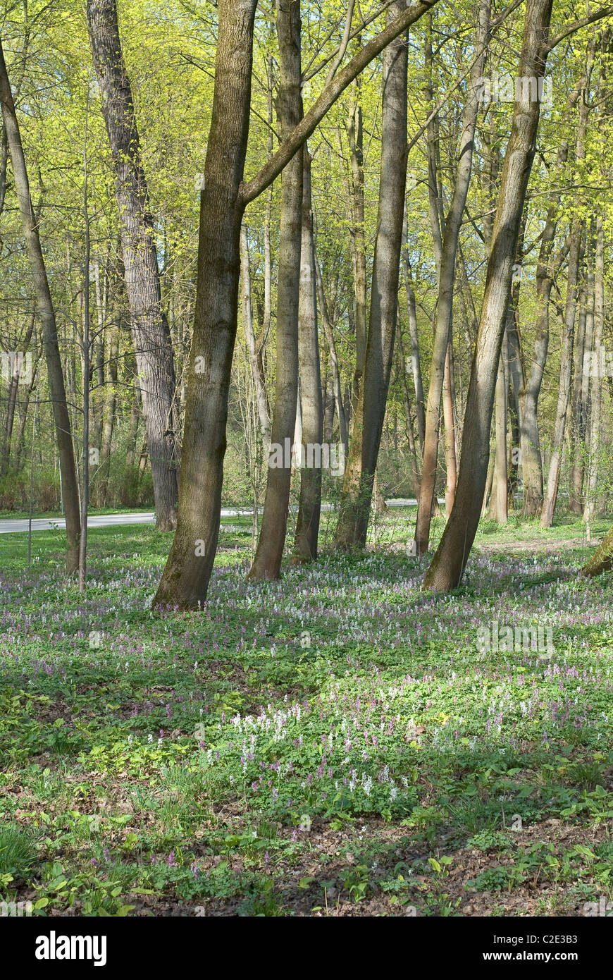 Forêt paisible scène avec la végétation au début du printemps Banque D'Images