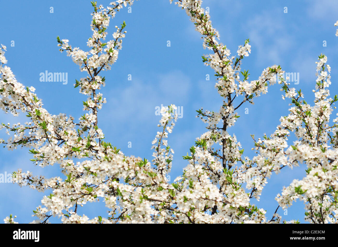 Les fleurs de cerisier blanc sur un arrière-plan flou Banque D'Images