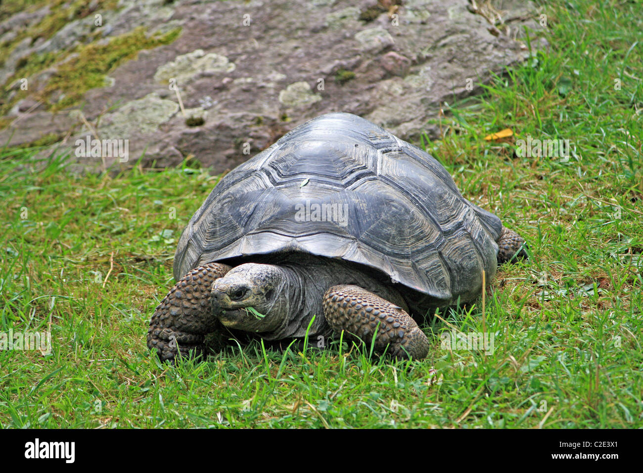 Des terres de pâturage de la tortue géante Banque D'Images
