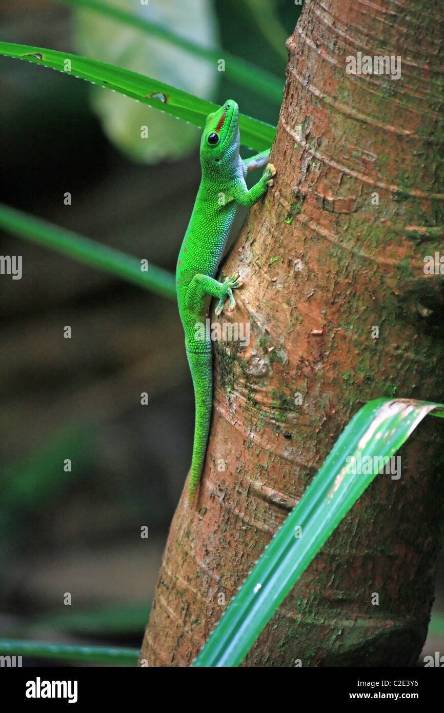 Green day gecko sur tronc d'arbre plein Banque D'Images