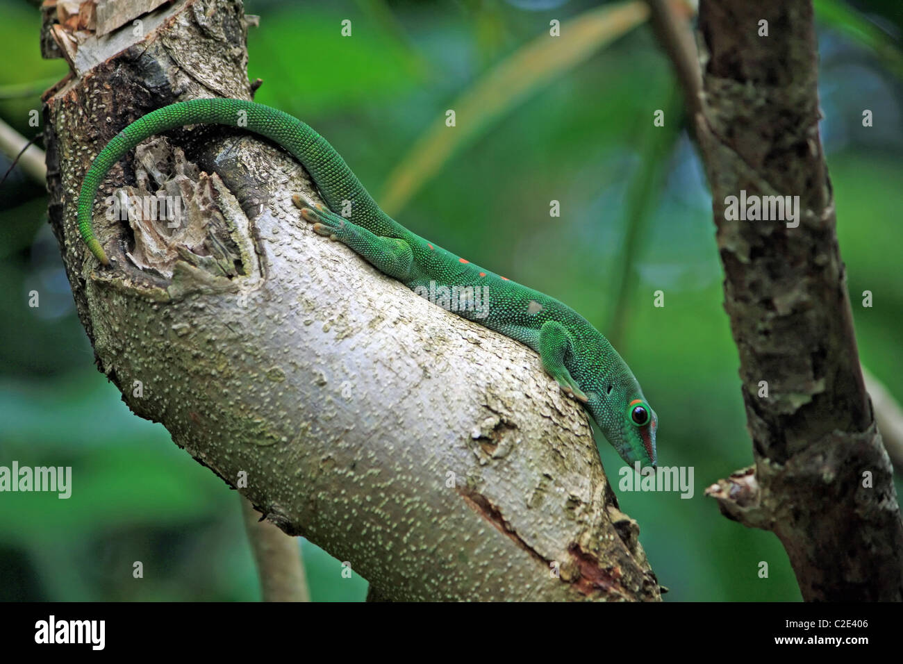 Green day gecko sur tronc d'arbre horizontalement Banque D'Images