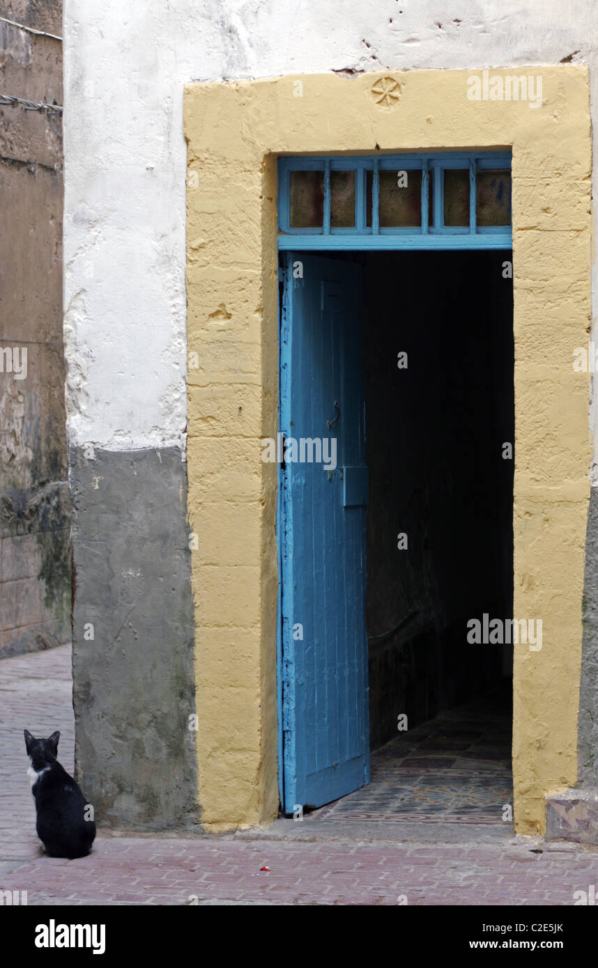 Un chat dans la Medina, Essaouira, Maroc, Afrique du Nord. Banque D'Images