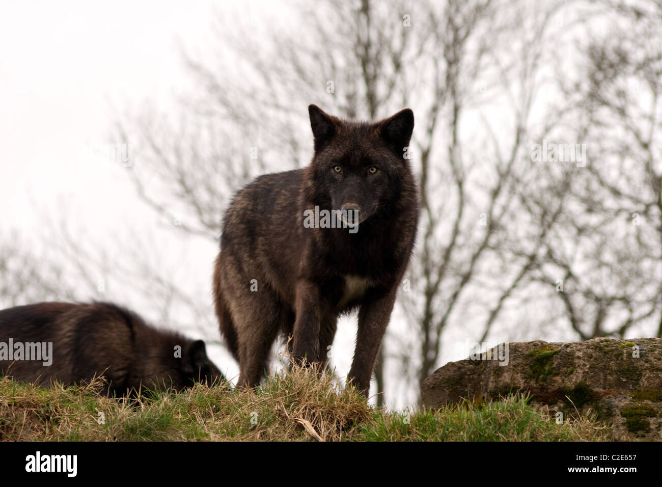Loup noir nord-américain, le loup, Canis lupus Photo Stock - Alamy