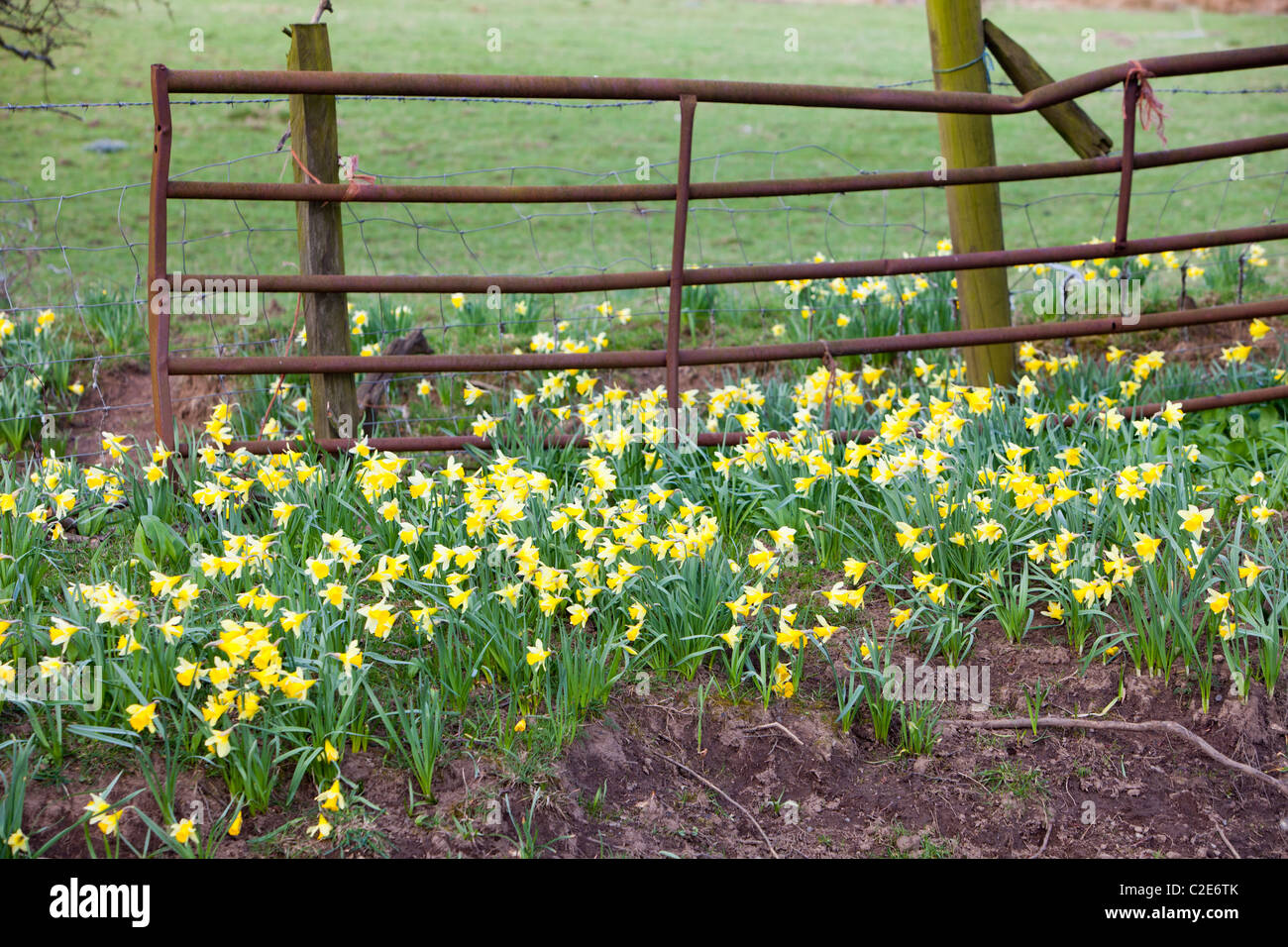 La floraison des jonquilles sauvages dans la région de Rosedale, dans le North York Moors, Yorkshire, UK. Banque D'Images