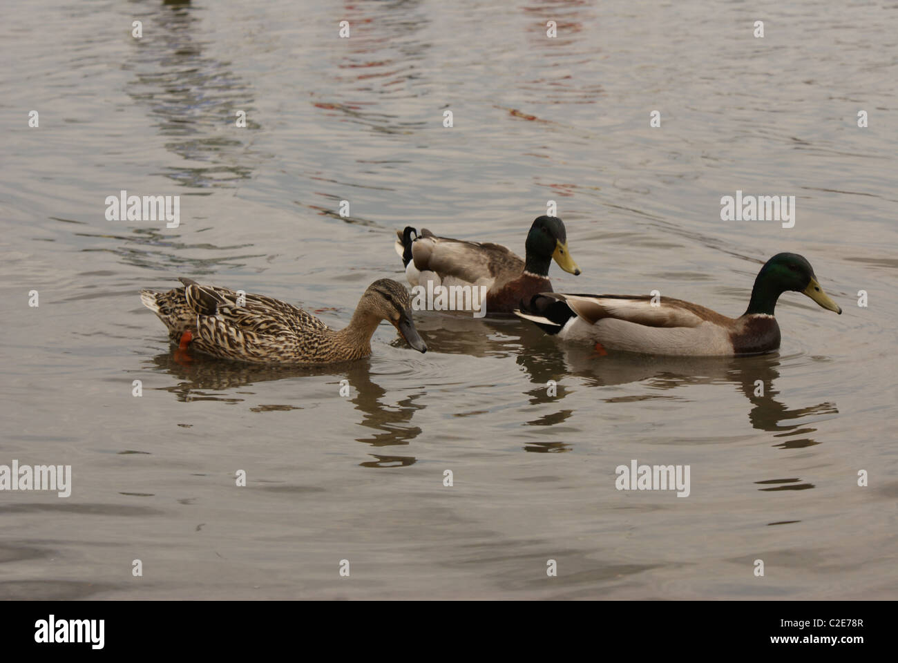 Canards sur l'eau ou le sol Banque D'Images