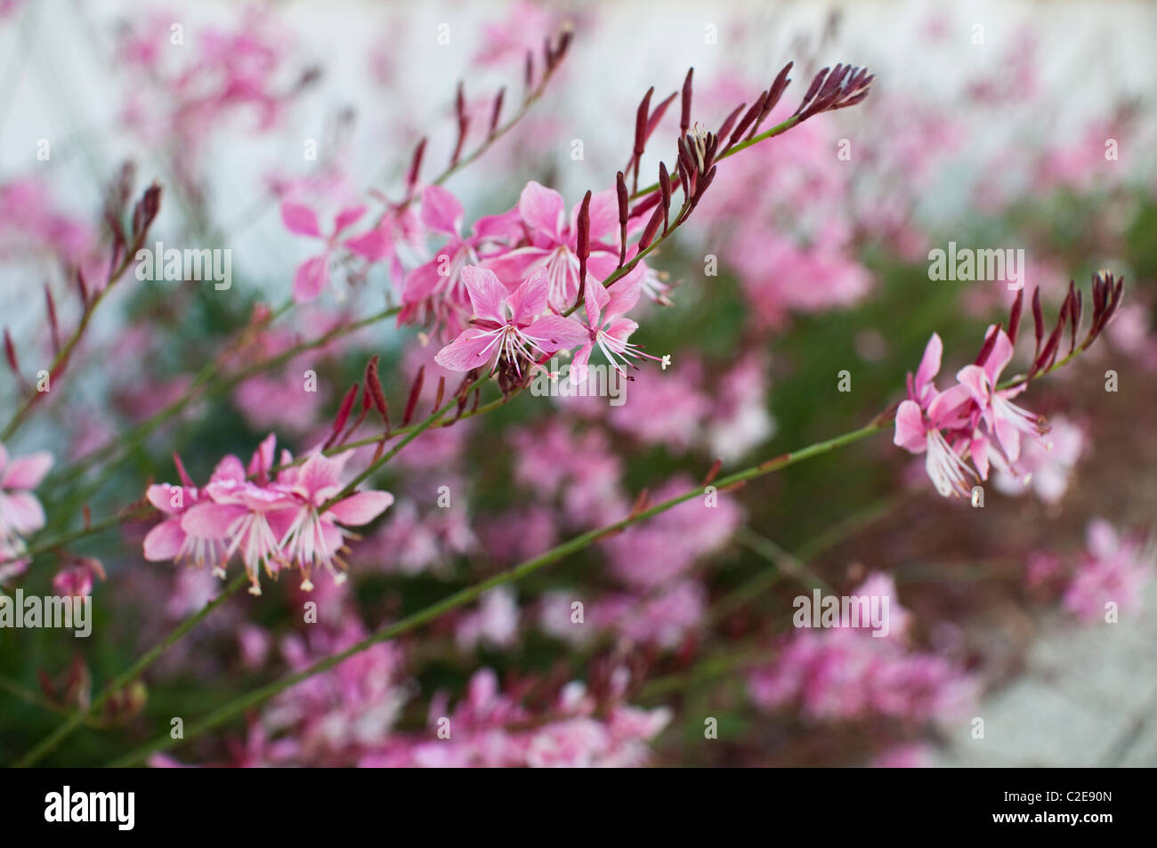 Fleurs roses utilisés en aménagement paysager à Rosemary Beach, en Floride. Banque D'Images