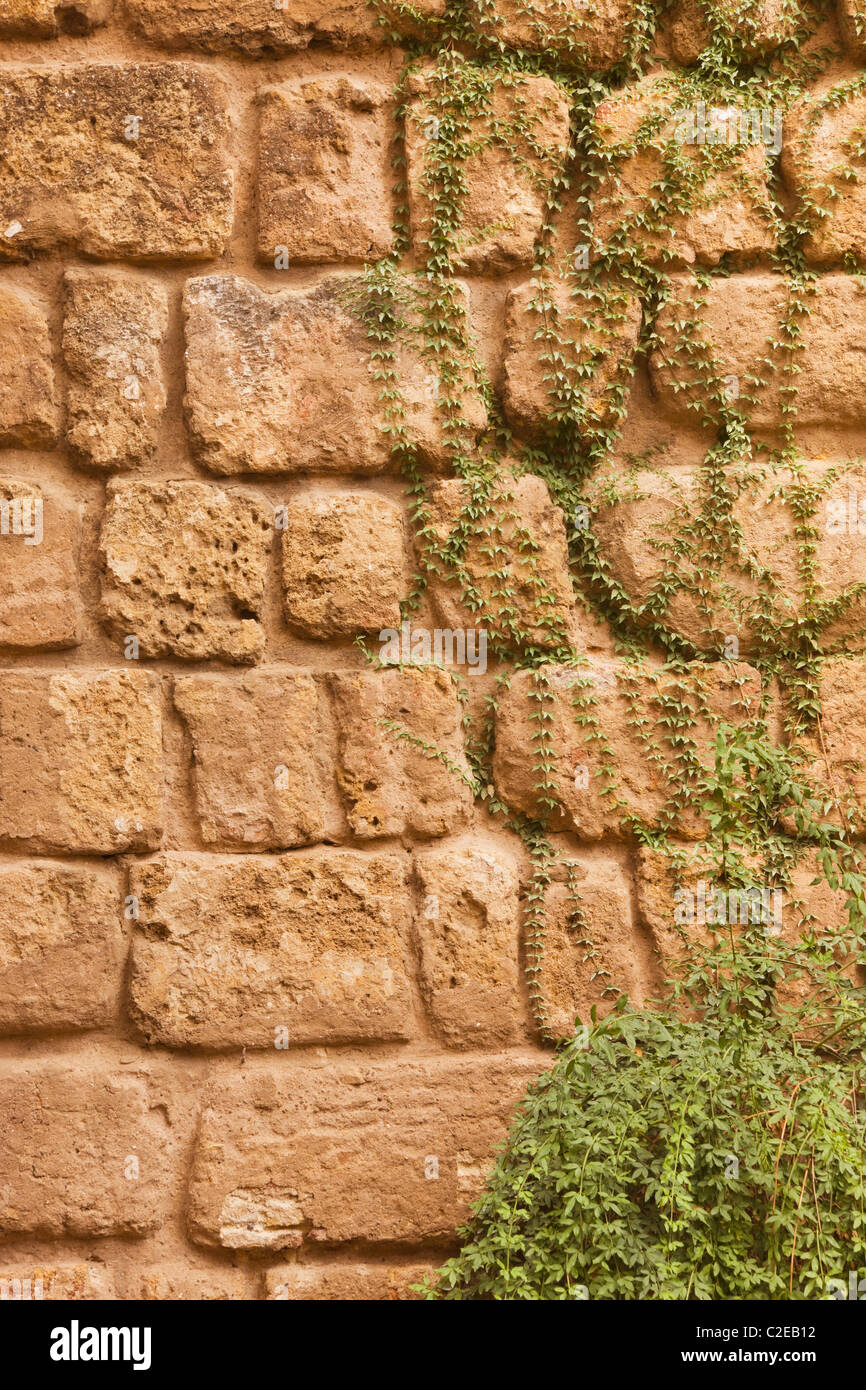 Province de Séville, Espagne ; vieux mur de pierre de lierre Banque D'Images