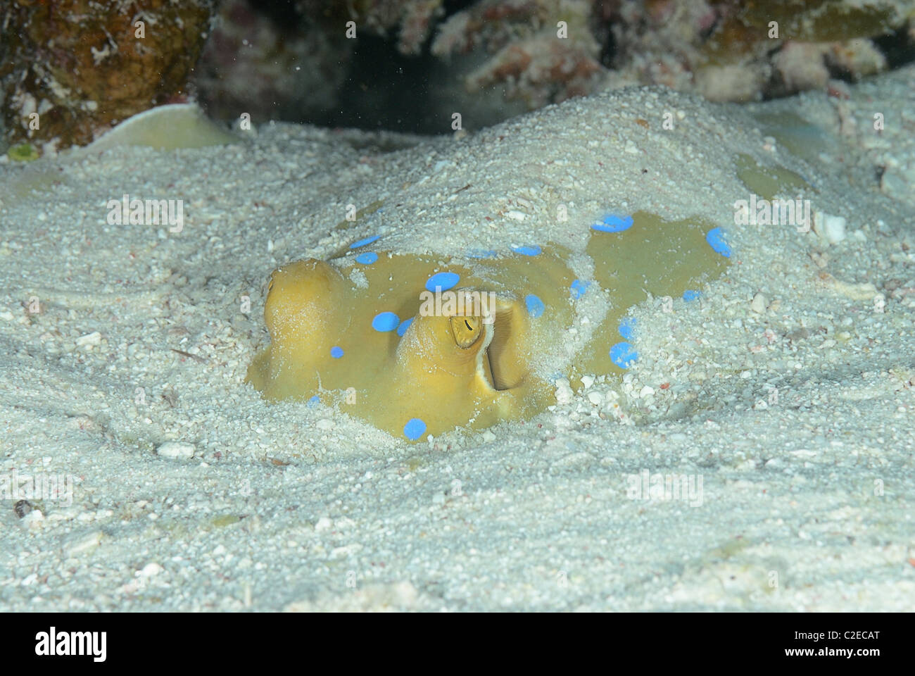 Ribbontail ray à points bleus, poissons, récifs de Saint John, Mer Rouge, Egypte Banque D'Images