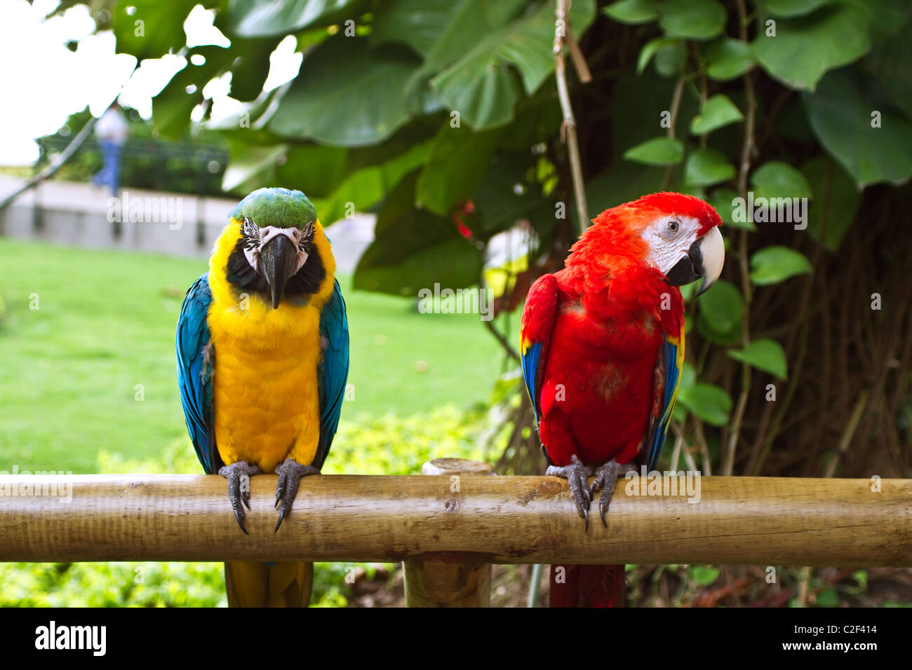 Deux magnifiques perroquets macaw sitting on barre en bois Banque D'Images