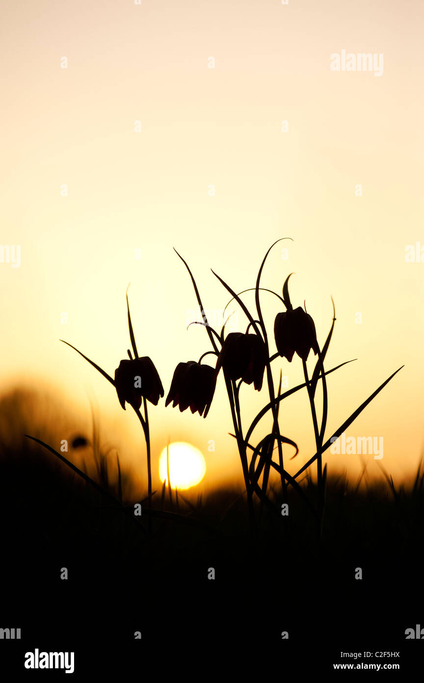 Fritillaria meleagris. Tête de serpents fritillary fleurs sauvages dans la campagne anglaise au coucher du soleil. Ducklington, Oxfordshire. UK. Silhouette Banque D'Images