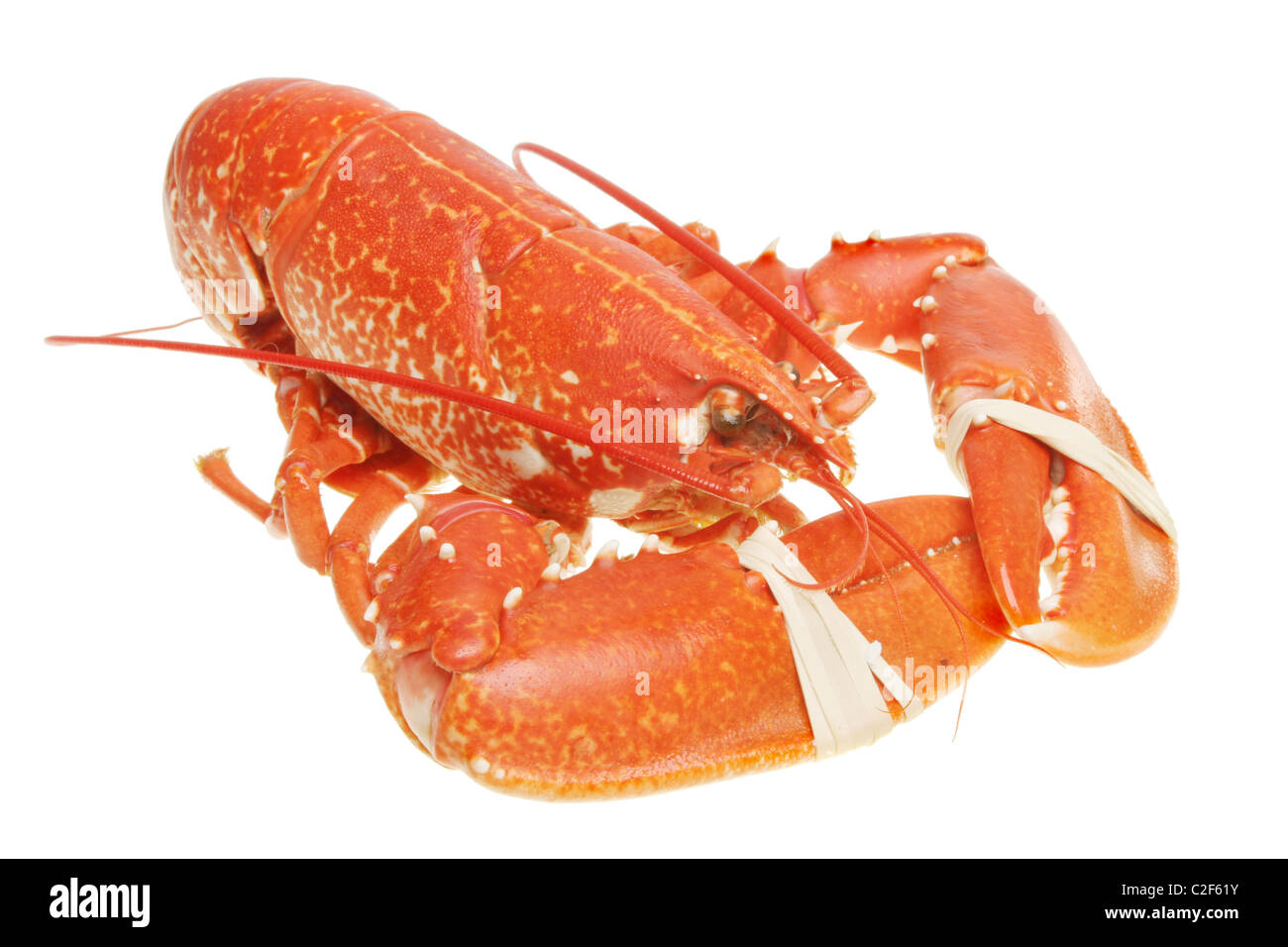 Homard entier cuit isolated on white Banque D'Images