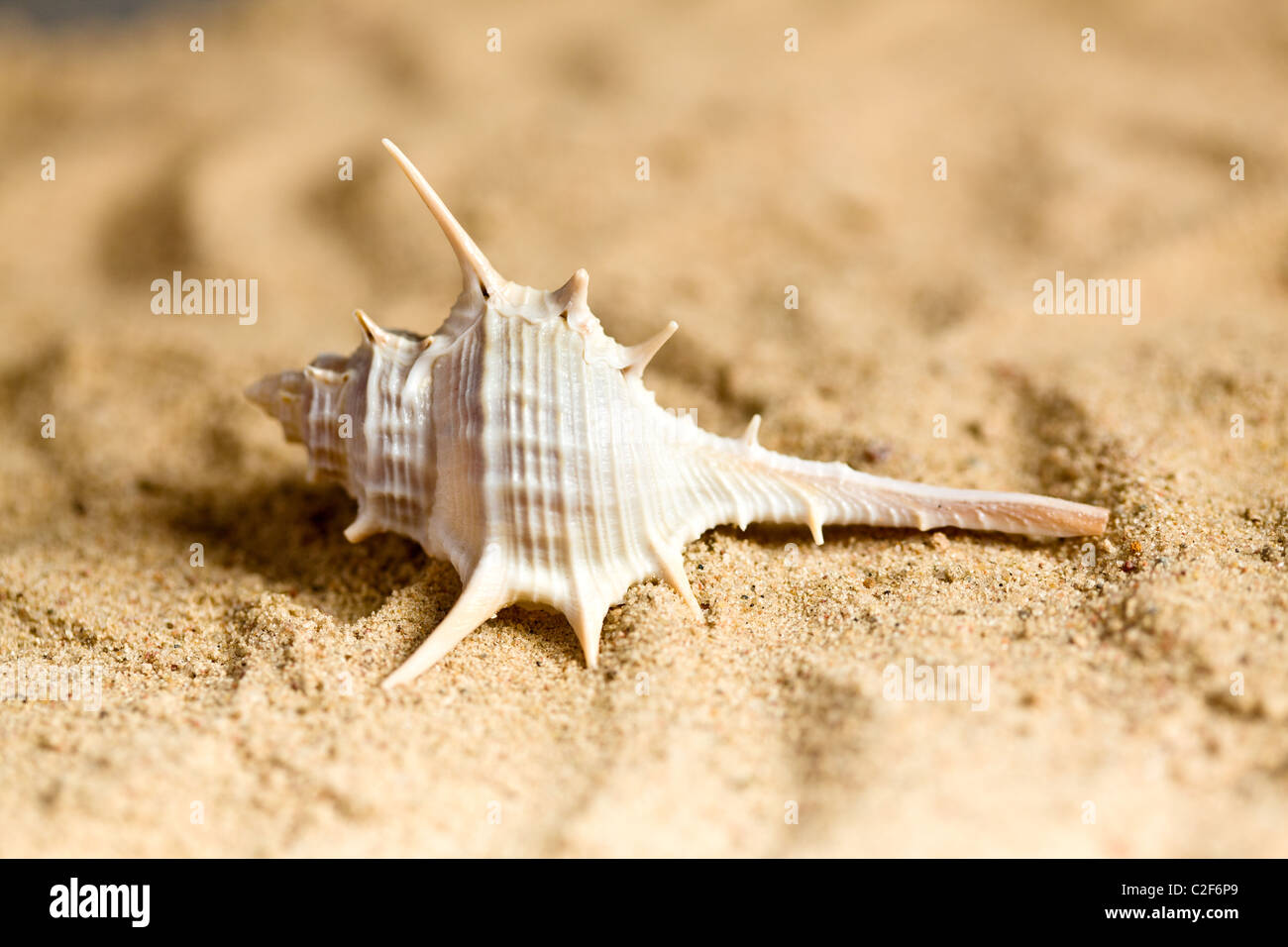 Shell sur la plage. Banque D'Images