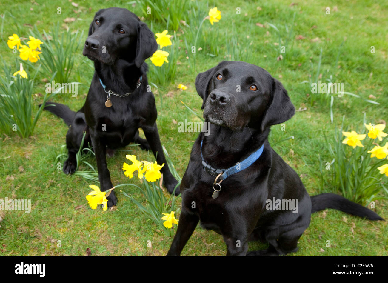 Les chiens Labrador noir, Angleterre Banque D'Images