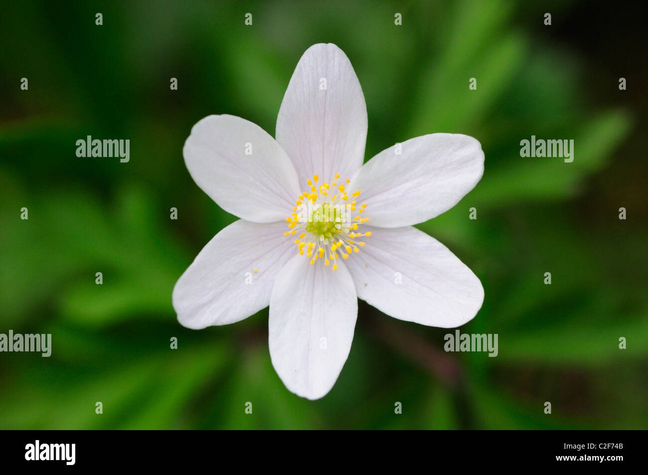 Anémone des bois Anemone nemorosa, Hayley, bois, Cambridgeshire, Angleterre, RU Banque D'Images