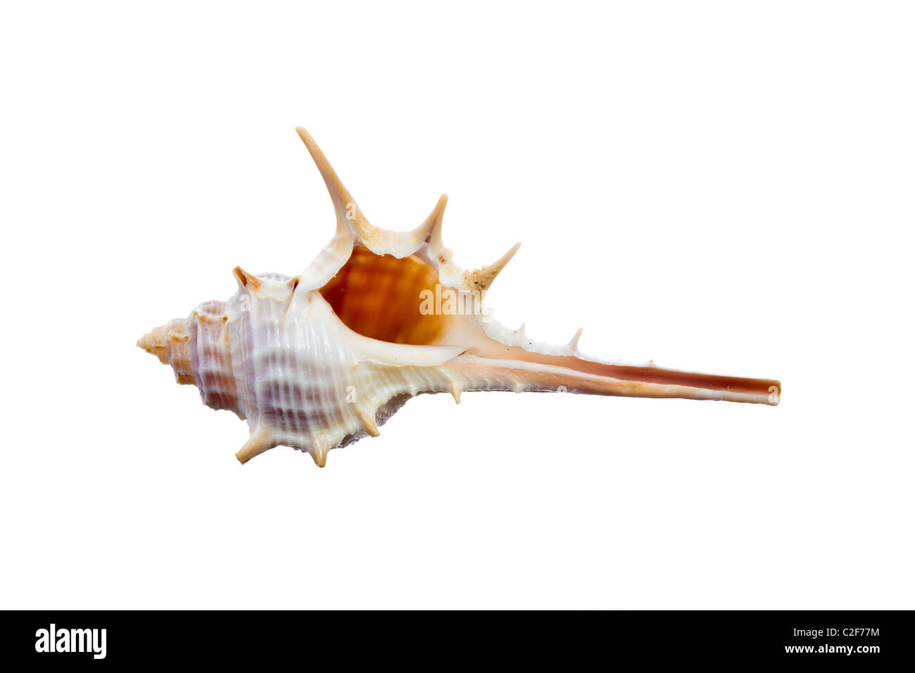 Sea Shell isolated on white Banque D'Images