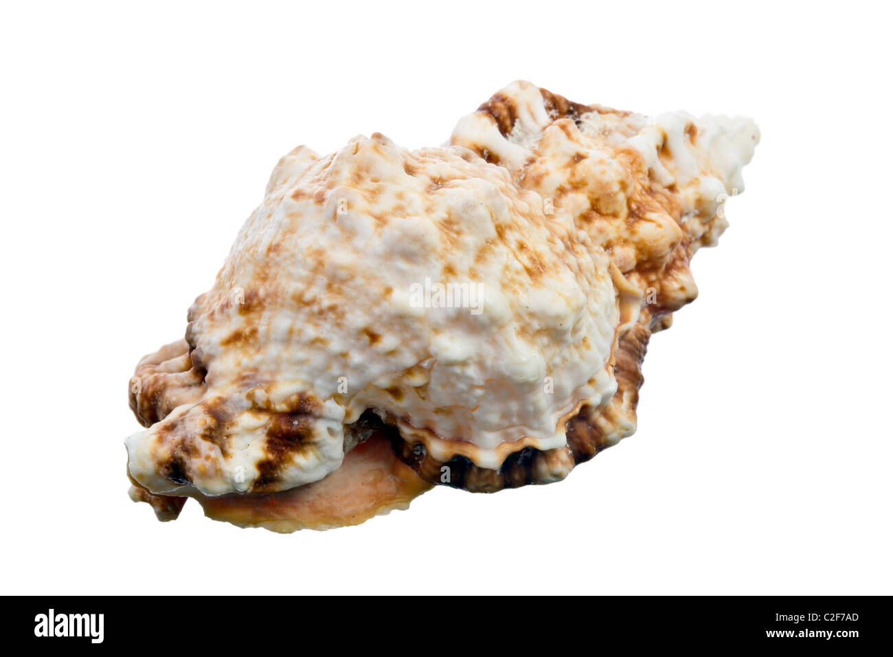 Sea Shell isolated on white Banque D'Images