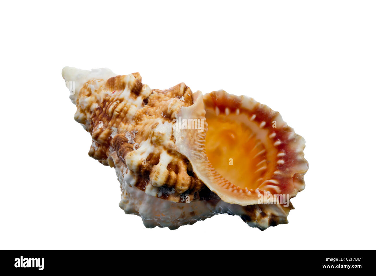 Sea Shell isolated on white Banque D'Images