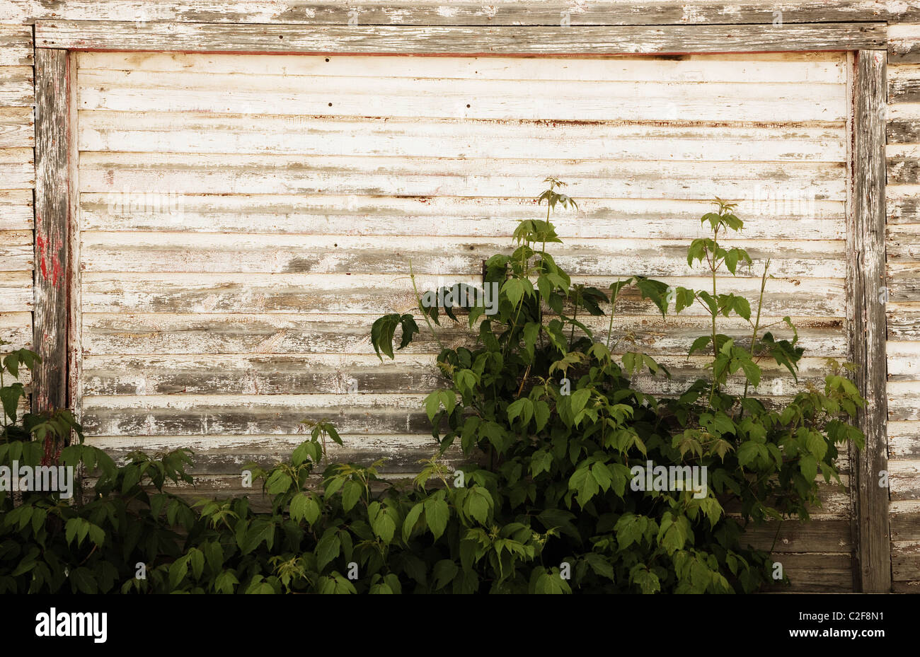 L'Alberta, Canada ; un ancien garage avec porte plantes poussant devant elle Banque D'Images