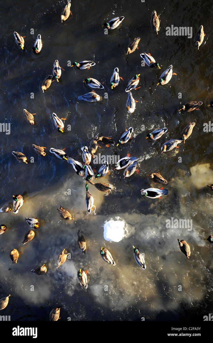 Lutte pour les canards du pain sur la rivière Kelvin partiellement gelé, à Glasgow, en Écosse. Banque D'Images