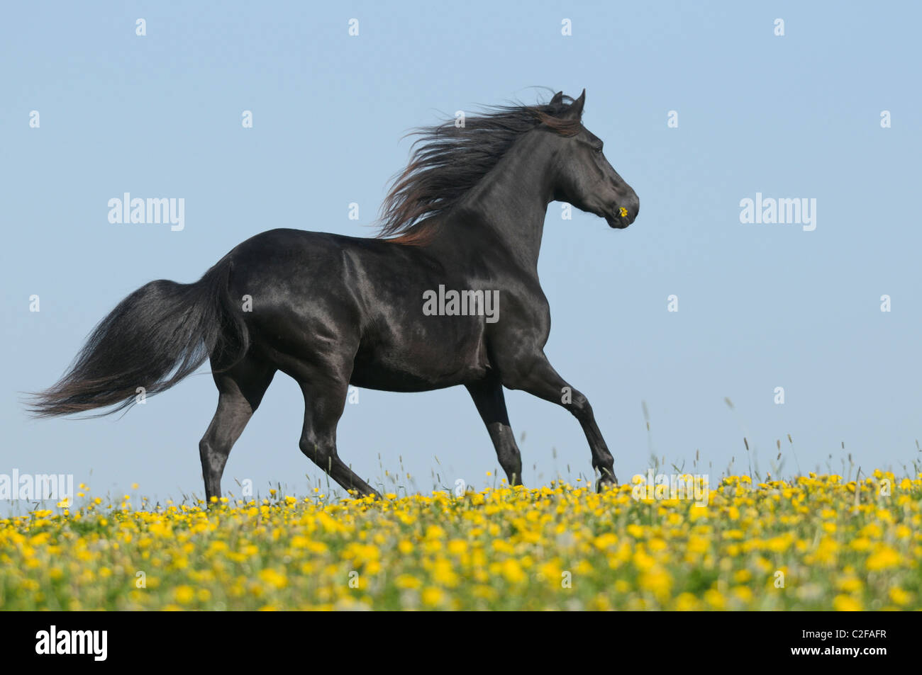 Le galop cheval Paso Fino Banque D'Images