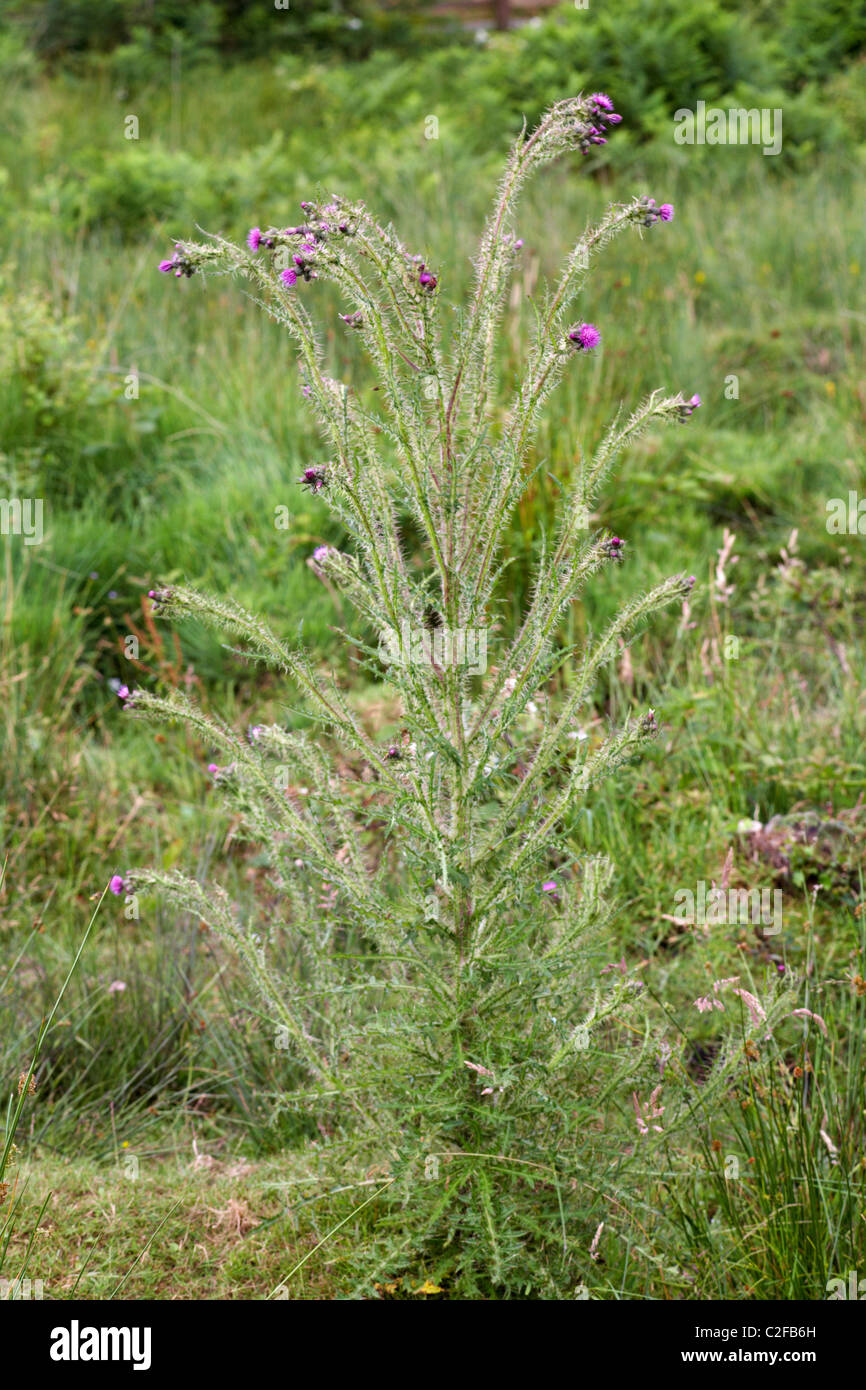 Chardon sauvage et d'herbes de croître à Kinson nature commune réserver Banque D'Images