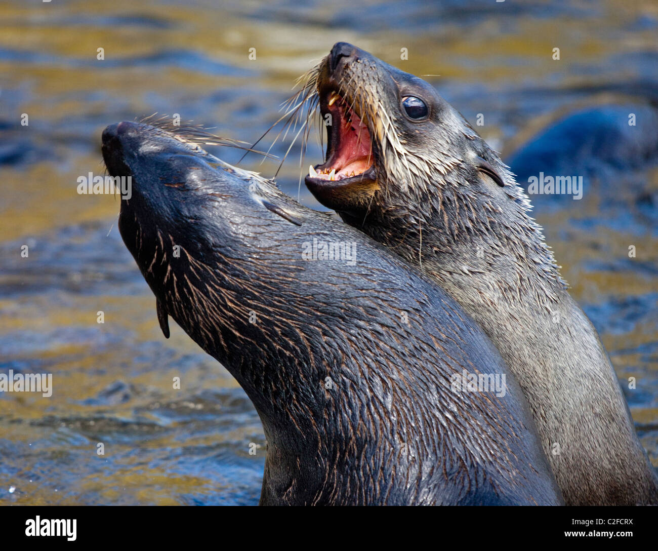 Les Otaries à fourrure antarctique (Arctocephalus gazella) sparring, Godthul, Géorgie du Sud Banque D'Images