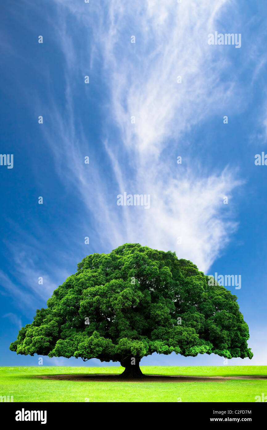 Paysage de printemps et d'été avec vieil arbre sur la colline et de nuages Banque D'Images